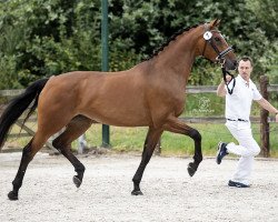 Zuchtstute Liberty (KWPN (Niederländisches Warmblut), 2016, von Guardian S)