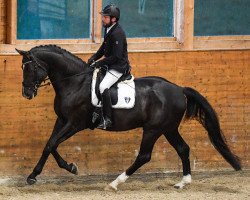 dressage horse Dante Roniro (Oldenburg, 2012, from Dante Weltino Old)