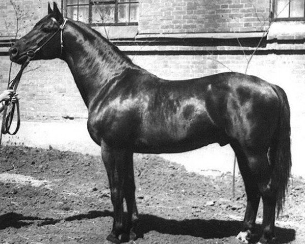 stallion Nargil 23 POL (Great Poland (wielkopolska), 1962, from Amadeusz)