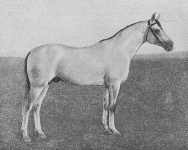 stallion Tsent I 1944 (Tersk, 1944, from Zenitel II)