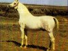 stallion Zascher (Tersk, 1959, from Tsent I 1944)