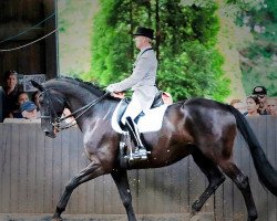 dressage horse Humboldt 15 (Hanoverian, 2010, from Hofrat)