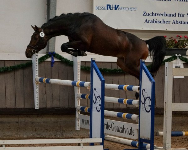 stallion Baccalino 3 (German Sport Horse, 2016, from Baccaccio)