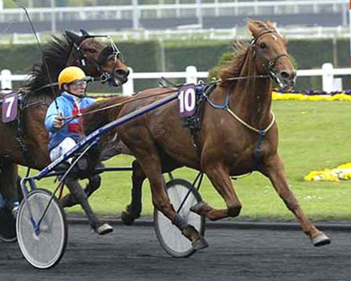 stallion Love You (FR) (French Trotter, 1999, from Coktail Jet JE535 (FR))