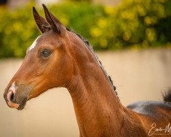 dressage horse Firenze G (Luxembourg horse, 2019, from Fürsten-Look)