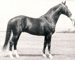 stallion Cyrograf (Great Poland (wielkopolska), 1958, from Flötenspieler)