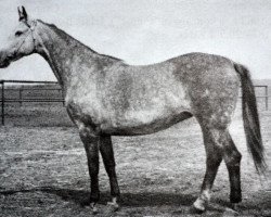 Zuchtstute Baszta (Wielkopolska, 1962, von Syn Szwecji)