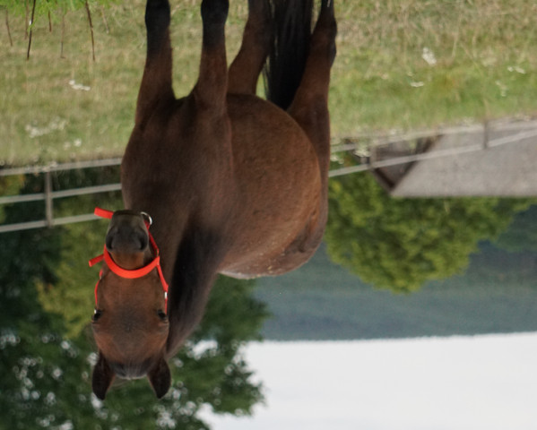 broodmare Dornröschen SG (German Classic Pony, 2016, from Betolli vom Borkenbrink)