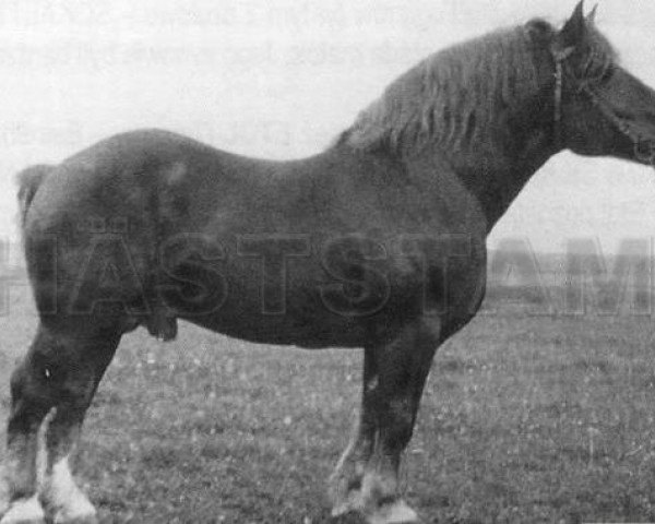 Deckhengst Gustaw (Ardenner, 1939, von Standar)