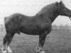 stallion Gustaw (Arden, 1939, from Standar)