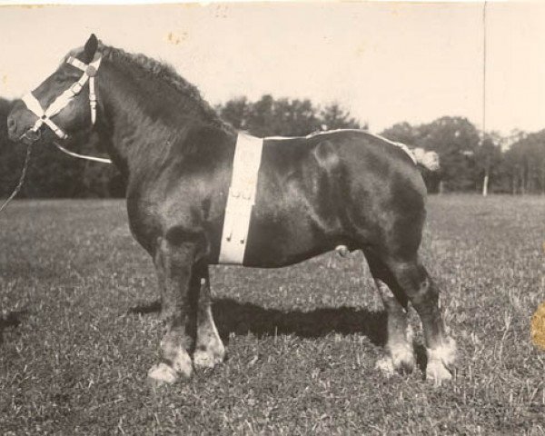 Deckhengst Standar (Ardenner, 1934, von Blanko av Bjertorp)