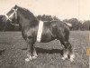 stallion Standar (Arden, 1934, from Blanko av Bjertorp)