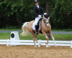 dressage horse Mr. Panschi (German Riding Pony, 2014, from Mr. Maddox)