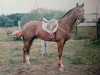 stallion Malahits (Russian Trakehner, 1988, from Maratons)