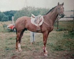 stallion Malahits (Russian Trakehner, 1988, from Maratons)