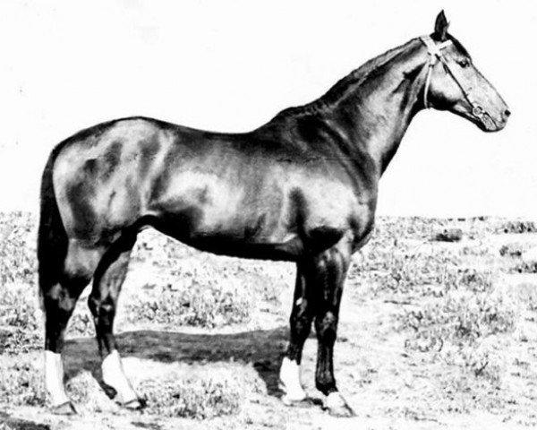 stallion Arachis II (Russian Trakehner, 1963, from Achmad)