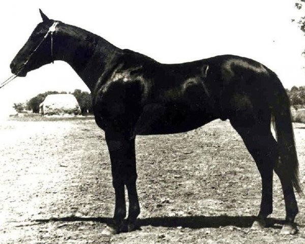 Deckhengst Ekipazh (Russisch Trakehner, 1965, von Ekspromt)