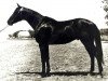 stallion Ekipazh (Russian Trakehner, 1965, from Ekspromt)