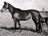 broodmare Swaja (Russian Trakehner, 1970, from Welt)