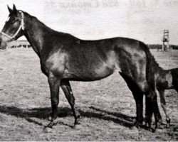 broodmare Swaja (Russian Trakehner, 1970, from Welt)