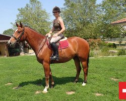 dressage horse Wallach von Vartan/Hermitage (Freiberger, 2015, from Vartan CH)