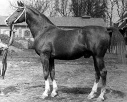 Deckhengst Maratons (Russisch Trakehner, 1976, von Mramor ox)