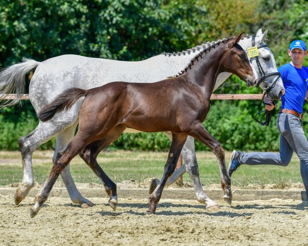 jumper Idéale de la fleur Z (Zangersheide riding horse, 2019, from Ideal de La Loge)