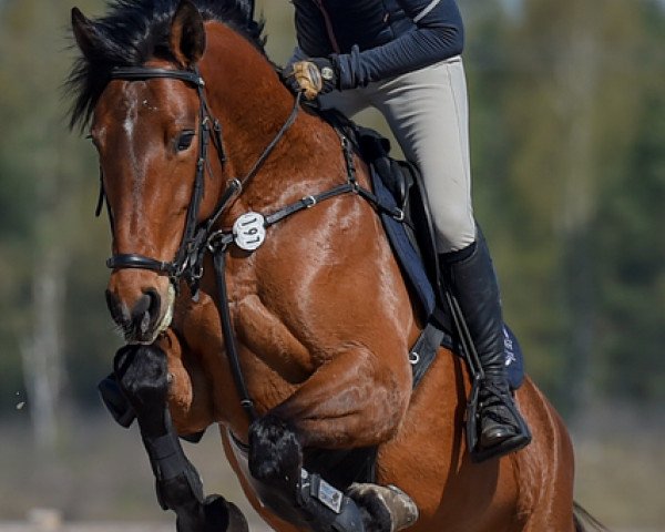 jumper Corona L (Swedish Warmblood, 2014, from Corporal VDL)