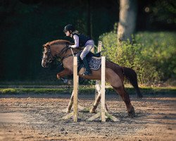 Dressurpferd Montana 718 (Deutsches Reitpony, 2010)