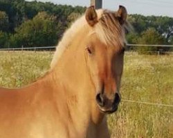 broodmare Tjorven vom Elbenland (Fjord Horse, 2017, from Davinci vom Elbenland)