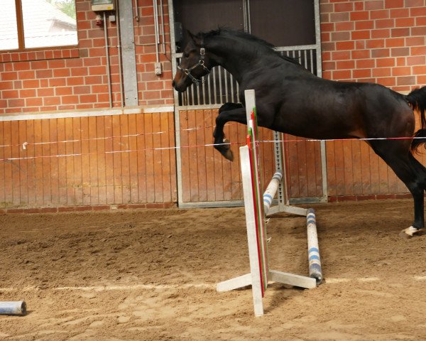 dressage horse First Marshall N (Hanoverian, 2017, from For Romance I)