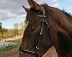 Pferd Que'Bonito (Lusitano, 2017, von Qu Hinote)