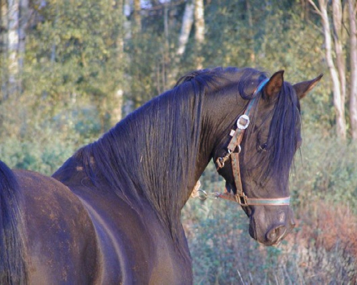 stallion Shaddai EAO (Arabian purebred, 1997, from Ghandur II)