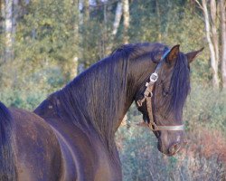 stallion Shaddai EAO (Arabian thoroughbred, 1997, from Ghandur II)