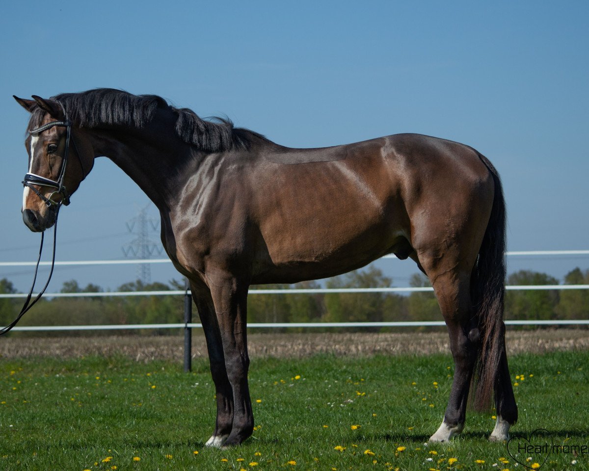 Dressurpferd Don Danciano (Hannoveraner, 2016, von Danciano)