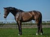 dressage horse Don Danciano (Hanoverian, 2016, from Danciano)