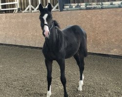 dressage horse Grand Charmeur (Trakehner, 2019, from Blanc Pain)