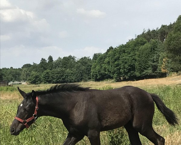 broodmare Dolcezza Fiore (Oldenburg, 2019, from Fuechtels Floriscount OLD)