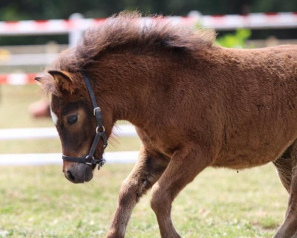 dressage horse Frodo von der Mühle (Shetland Pony, 2019, from Flaps)