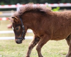 Dressurpferd Frodo von der Mühle (Shetland Pony, 2019, von Flaps)