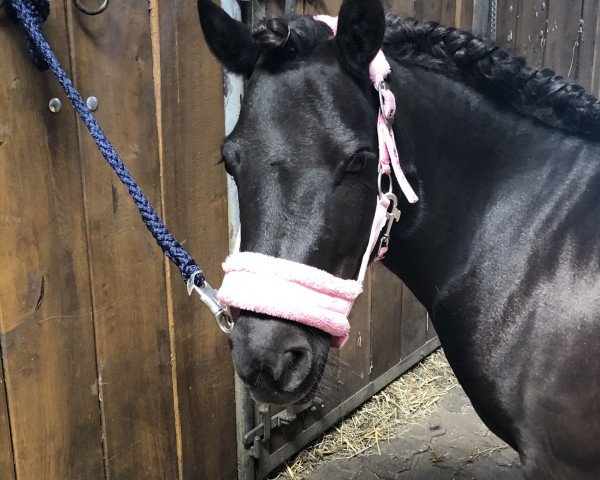 dressage horse Rosentals Fearless (unknown,  )