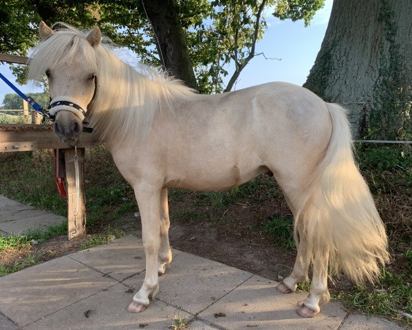 stallion Lendorfs Watson (Shetland Pony, 2018, from Willi Weitblick)