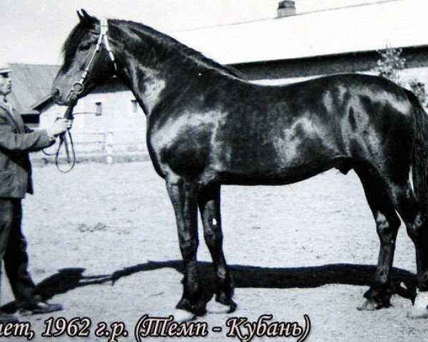 stallion Krechet (Orlov Trotter, 1962, from Temp)