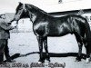 stallion Krechet (Orlov Trotter, 1962, from Temp)