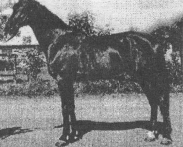 stallion Svetljak (Orlov Trotter, 1968, from Leksikon)