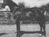 stallion Svetljak (Orlov Trotter, 1968, from Leksikon)