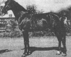 stallion Svetljak (Orlov Trotter, 1968, from Leksikon)