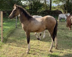 Pferd Moonshine von der Mühle (Deutsches Reitpony, 2019, von Centauro's Midas)