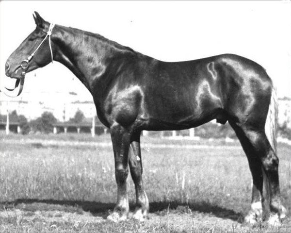 stallion Lal (Orlov Trotter, 1953, from Lak)