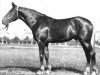 stallion Lal (Orlov Trotter, 1953, from Lak)